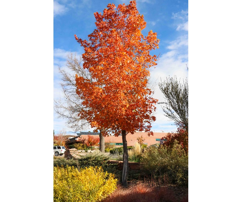 Caddo Maple